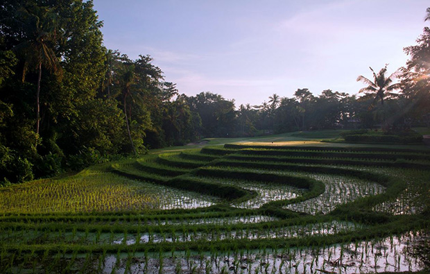 rice paddies at nirwana bali golf club, bali, indonesia
