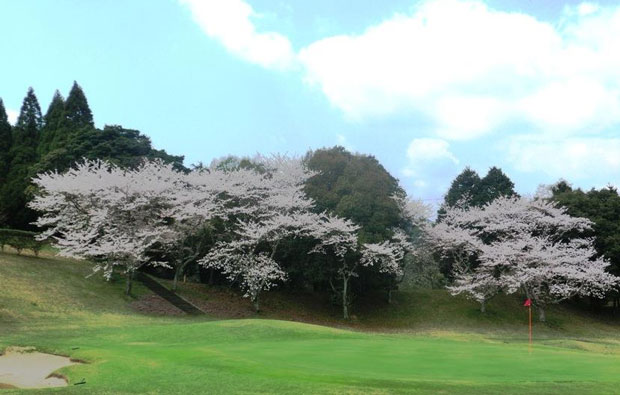 Oita Fujimi Country Club Green With Cherry Blossom