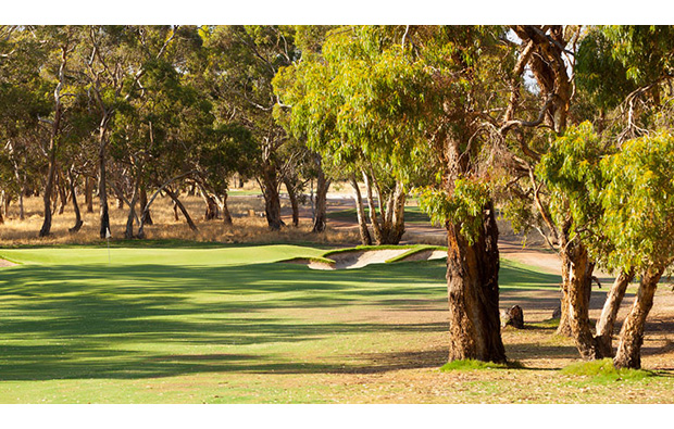 TRee-lined fairways of Tanunda Pines Golf Club