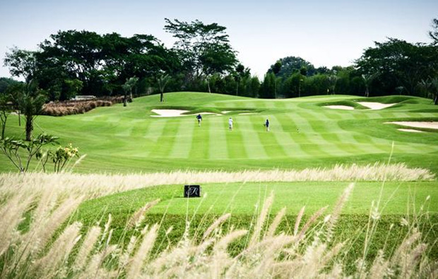 ornamental grasses, royale jakarta golf club, jakarta, indonesia