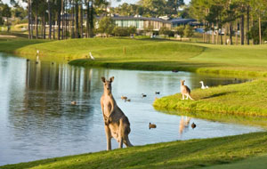 Kangaroos on the course at Sanctuary Cove Golf Club The Palms, The Golf Coast, Australia